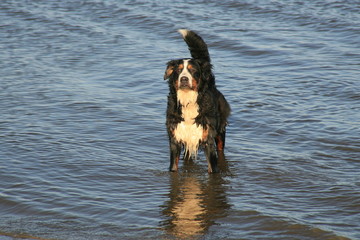 Bernersennenhund steht im Meer und schaut aufmerksam Richtung Strand