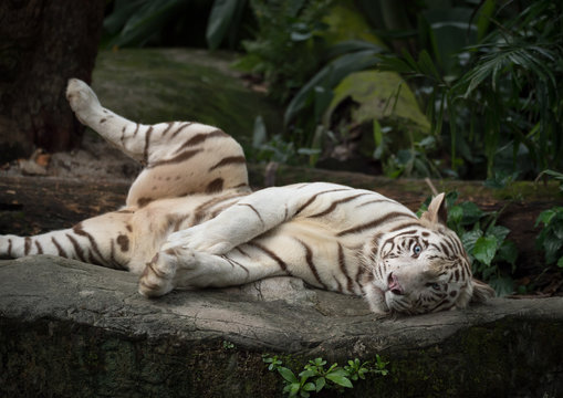 Fototapeta cute white tiger