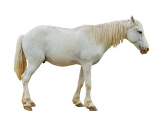 Obraz na płótnie Canvas White horse on white background