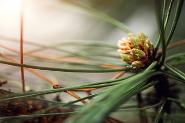 Young shoots of pine trees in the forest spring