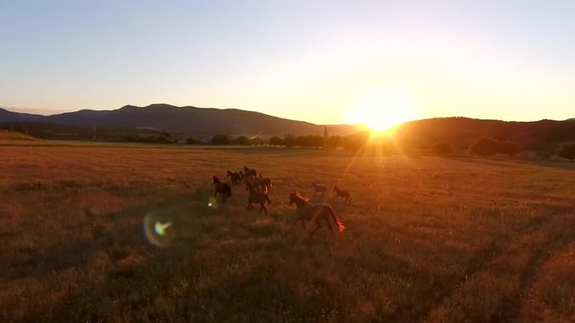 Wild Horses Galloping in a Field. Aerial Cinematic View of Runnig Horses. Amazing Golden Sunset with Camera Lens Flare Effect. HD Slowmotion.