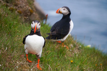 Atlantic Puffin in Latrabjarg cliffs, Iceland.