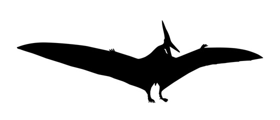Vector - Pteranodon Silhouette Line Drawing Sketch © Gordon