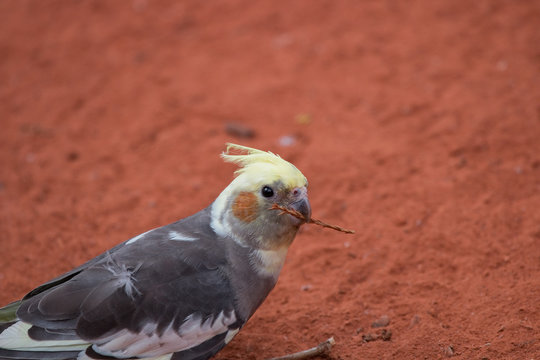 Calopsitte Bilder Durchsuchen 179 Archivfotos, und