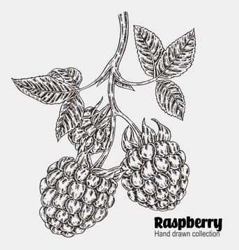 Sketchy raspberry branch. Hand drawn berries collection. Vector illustration vintage