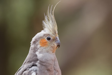 Calopsitte élégante en gros plan