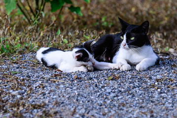 Mother cat and kitten play together.