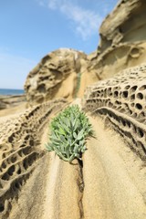 Perforated rock texture and background.