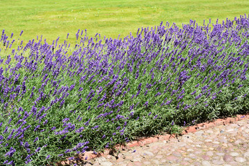 Lavandula - lavender plants in garden