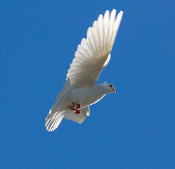 White dove in flight against a blue sky