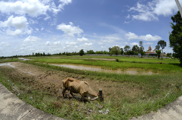 Reisfelder und Reisanbau in Südostasien