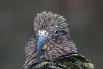 Nestor kéa en gros plan