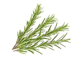 Spruces of rosemary on a white background