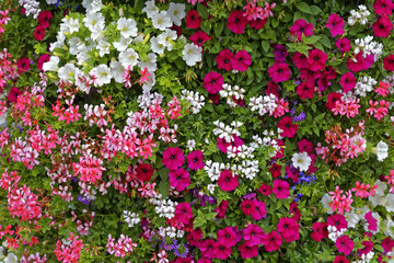 Obraz premium flowers