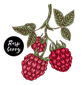 Hand drawn color sketch berries. Ripe raspberry branch isolated on white. Vector illustration vintage