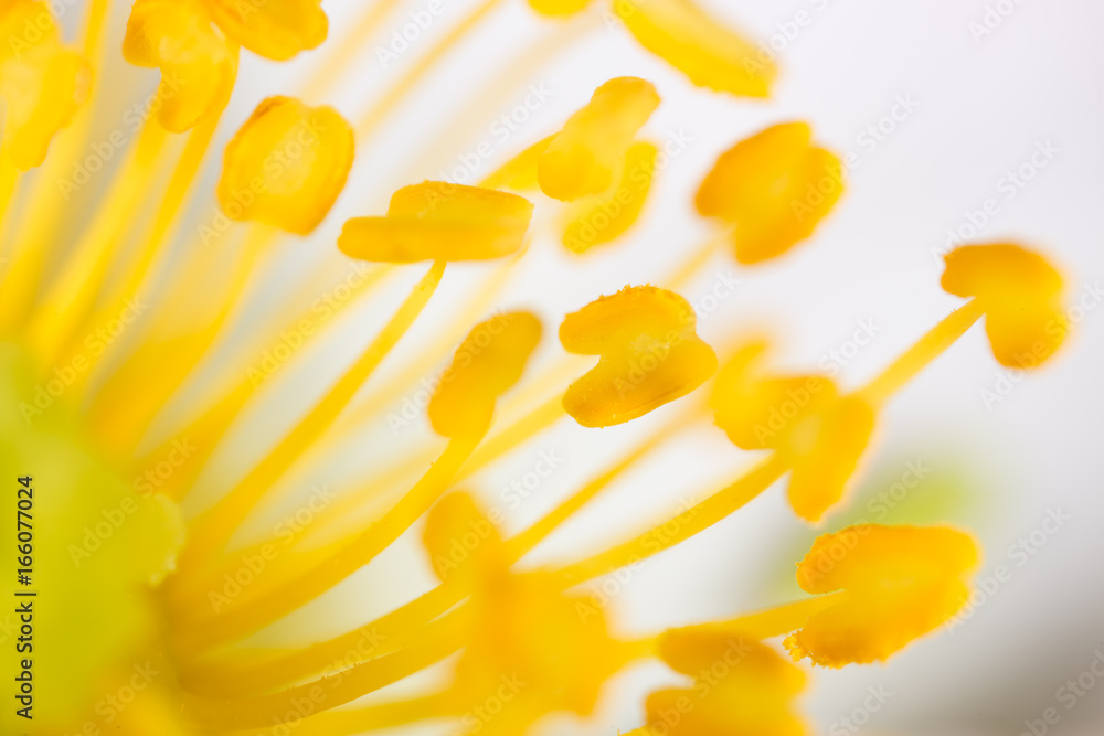 Canvas Prints yellow pollen on a flower in nature