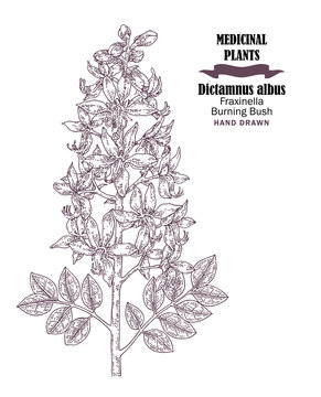 Hand drawn sketch flowers of wild plant Diptam or Burning Bush, or Fraxinella