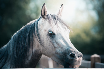Beautiful arabian gray horse head at paddock fence, close up