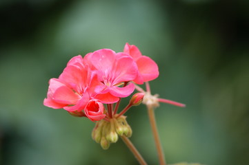 Fototapeta na wymiar fleur de geranium rose