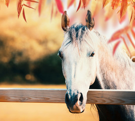 Beautiful gray horse head at paddock fence at autumn nature background with colorful fall foliage