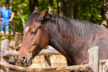 criniera del cavallo