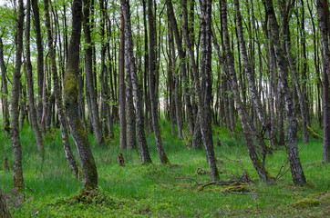 Fototapeta premium Group of trees in detail