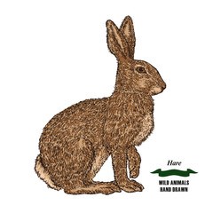 Forest animal hare or rabbit. Hand drawn colored sketch on white background. Vector illustration vintage. © J_ka