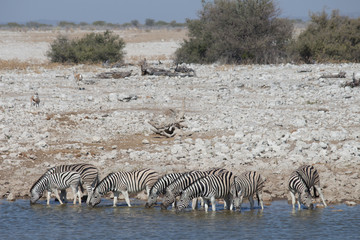 Fototapeta na wymiar Zebra at Watering Hole Etosha.