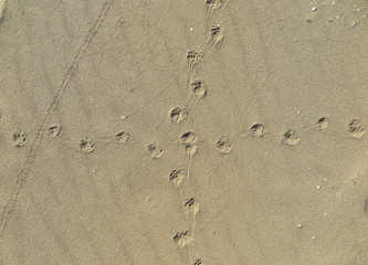 Fototapeta na wymiar fox footprint in sand