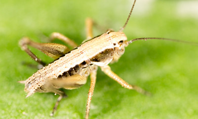 Grasshopper on a green leaf in the open air