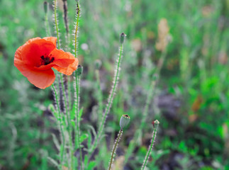 field of the poppies