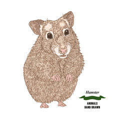 Hand drawn hamster. Colored sketch animal on white background. Vector illustration vintage