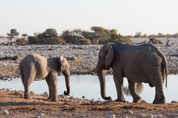 Fototapeta na wymiar Baby Elephant at Watering Hole Etosha