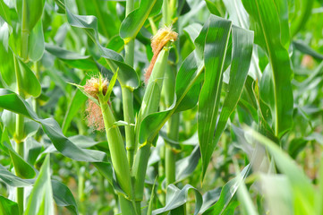 Fototapeta premium Young corn forming ears. Field of a young corn.