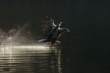 Fototapeta premium White Tailed Eagle Hunting.
