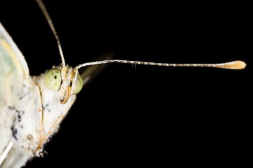 Portrait of a butterfly on nature.