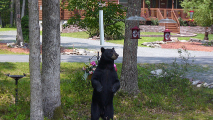 Hungry black bear standing to look at a bird feeder for food in Hawley the Poconos Pennsylvania