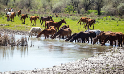 Horse on watering places on the lake