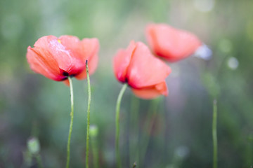 field of the poppies