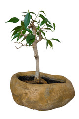 Ficus Benjamin bonsai