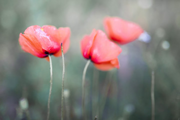 Obraz premium field of the poppies