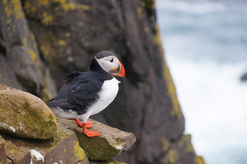 Atlantic Puffin in Latrabjarg cliffs, Iceland.