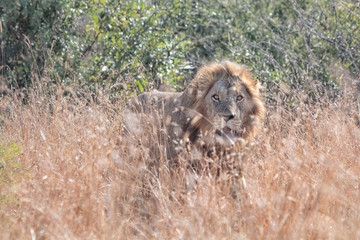 Wild male lion in high grass in Kruger Park South Africa