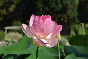 Lotus rose au jardin en &eacute;t&eacute;