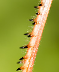 The grasshopper's paw on the nature