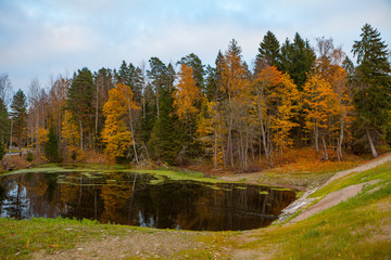 Autumn landscape with pine forest and a pond.