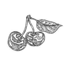 Hand drawn cherry branch vector illustration. Fruit sketch isolated on white background