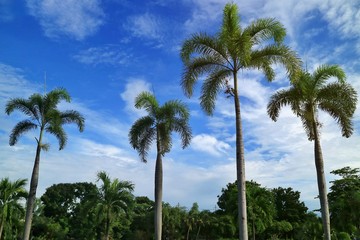 Naklejka premium Plam trees with other plant in tropical park in the morning of summer time.