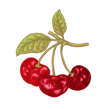 Hand drawn cherry branch vector illustration. Fruit colored sketch isolated on white background