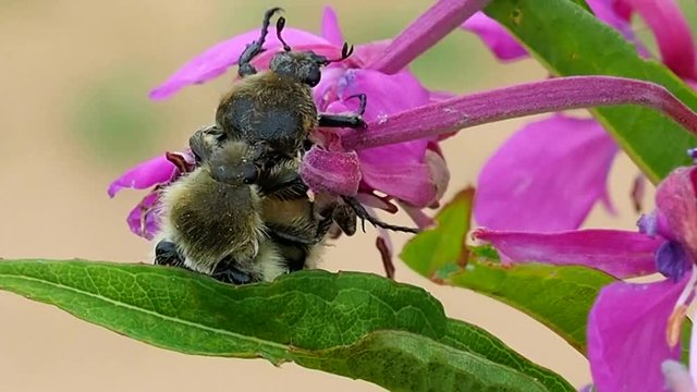 Sex pair connection of bumblebees on a flower. Sexual intercourse insects. Family and mating of bumblebees in the summer.